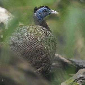 Great Argus Argusianus argus