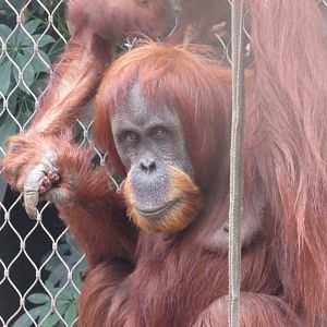 Sumatran orangutan