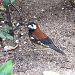 Chestnut-backed thrush