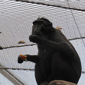 Sulawesi crested macaque