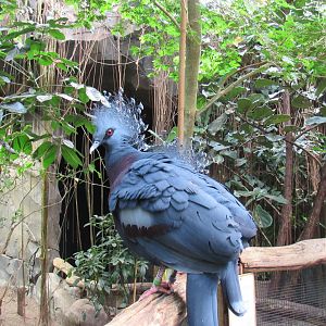 Victoria crowned pigeon