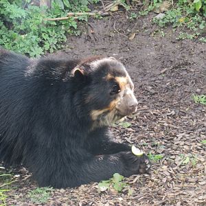 Andean bear