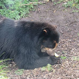Andean bear