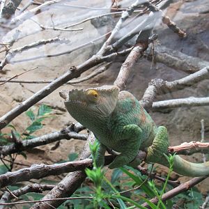 Parson’s chameleon