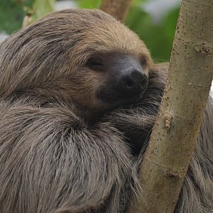 Linnaeus' two-toed sloth Choloepus didactylus