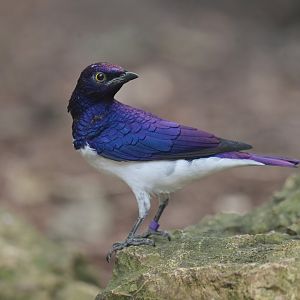 Violet-backed Starling Cinnyricinclus leucogaster