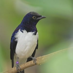 Violet-backed Starling Cinnyricinclus leucogaster