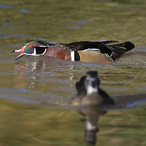Wood Duck Aix sponsa