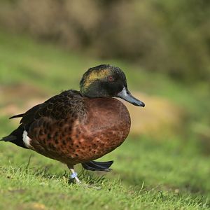 Chestnut teal Anas castanea