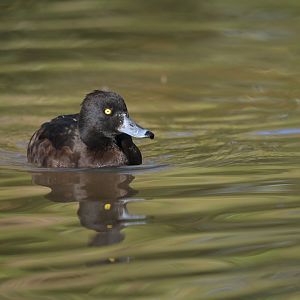 New Zealand Scaup Aythya novaeseelandiae