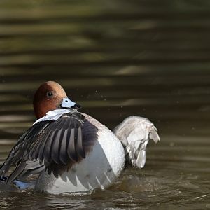 Eurasian Wigeon Mareca penelope