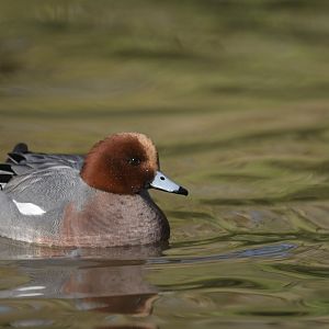 Eurasian Wigeon Mareca penelope