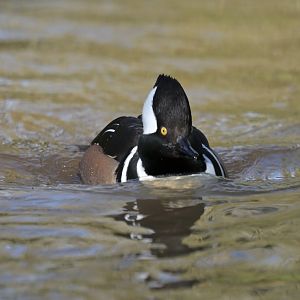 Hooded Merganser Lophodytes cucullatus