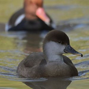 Red-crested Pochard Netta rufina