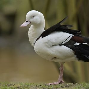 Radjah Shelduck Radjah radjah