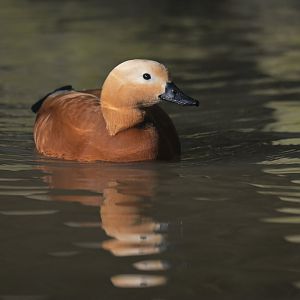 Ruddy Shelduck Tadorna ferruginea