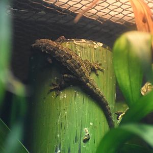 Unknown Gecko - Bronx Zoo