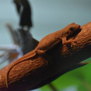 Unknown Gecko - Bronx Zoo