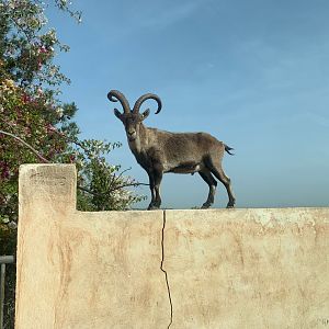 Iberian Ibex