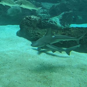 CRETAquarium- Sandbar sharks in the main tank