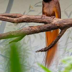 Raggiana bird-of-paradise (Paradisaea raggiana)
