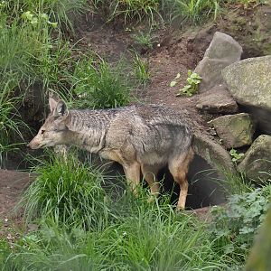 Side-striped jackal (Lupulella adusta), 2024-04-14