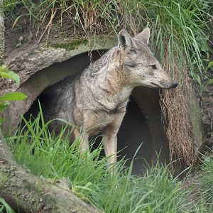 Side-striped jackal (Lupulella adusta), 2024-04-14