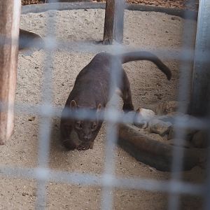 Fossa (Cryptoprocta ferox), 2024-04-14