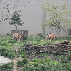 Amur Tiger Cubs