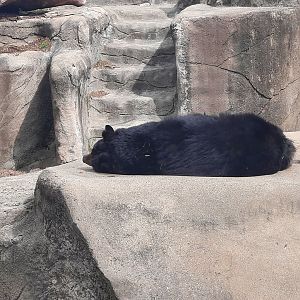 Sleeping American Black Bear