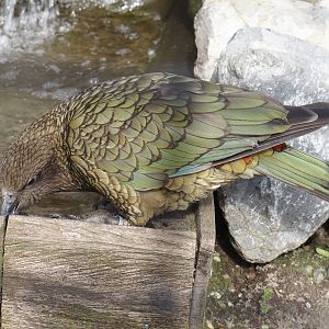 Kea (Nestor notabilis), 2024-04-14