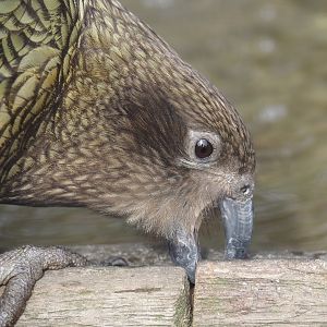 Kea (Nestor notabilis), 2024-04-14
