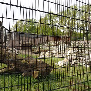 New Rocky Mountain goat exhibit, 2024-04-14