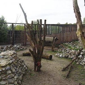 New Rocky Mountain goat exhibit, 2024-04-14