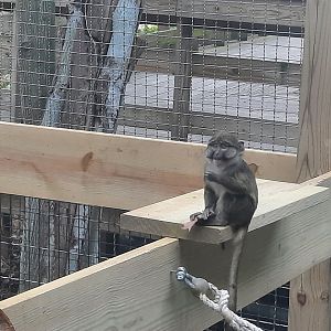 Allen’s Swamp Monkey Baby