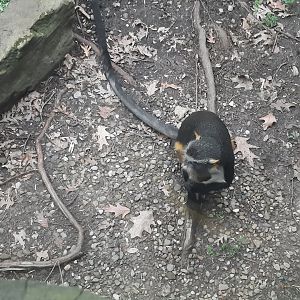 Wolf's Guenon