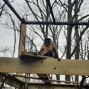 Gold Belly Mangabey Outside