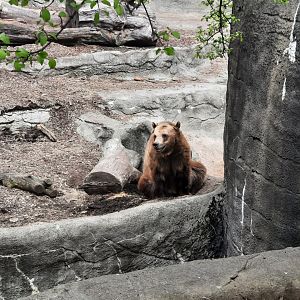Grizzly Bear in a Hole