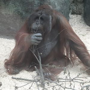 Tiram the Orangutan