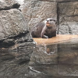 Asian Small Clawed Otter