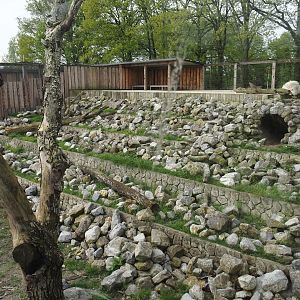 New Rocky Mountain goat exhibit, 2024-04-14