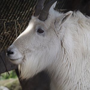Rocky Mountain goat (Oreamnos americanus), 2024-04-14