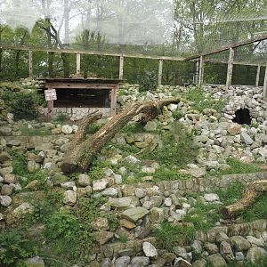 Smaller snow leopard exhibit, 2024-04-14