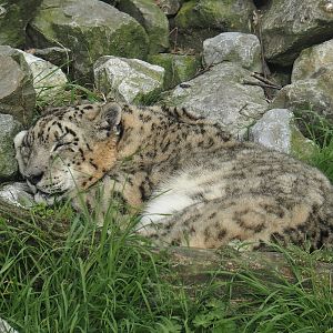 Snow leopard (Panthera uncia), 2024-04-14