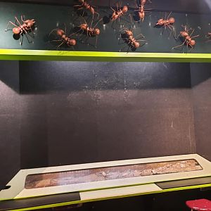 Leafcutter Ant Exhibit Construction (?)