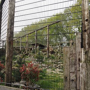 Larger snow leopard exhibit, 2024-04-14