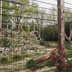 Larger snow leopard exhibit, 2024-04-14