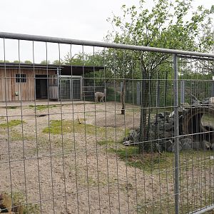 Temporary exhibit for two alpacas in part of the former Rocky Mountain goat exhibit, 2024-04-14