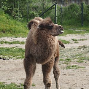 Bactrian camel (Camelus bactrianus) calf Gobi, 2024-04-14