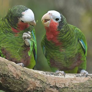 Cuban Parrot Amazona leucocephala